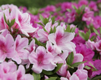 symbol_flower.png